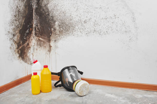 Attic Mold Removal in Big Bass Lake, PA