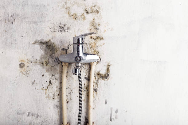 Reliable Big Bass Lake, PA Mold Removal Solutions