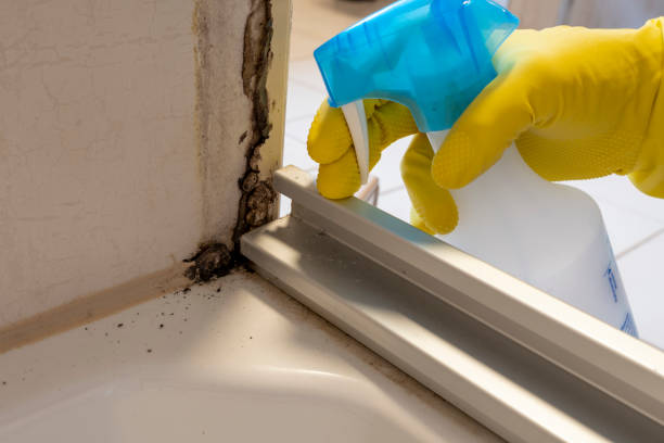 Best Same-Day Mold Removal  in Big Bass Lake, PA