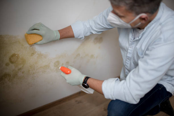 Best Mold Testing  in Big Bass Lake, PA