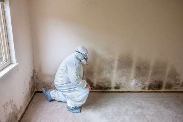 Mold Removal Process in Big Bass Lake, PA