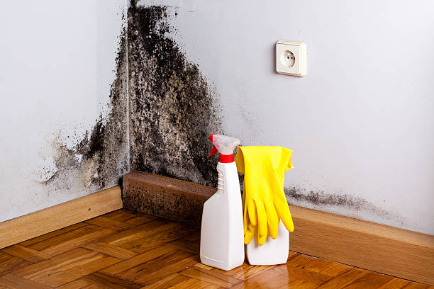 Best Black Mold Removal  in Big Bass Lake, PA