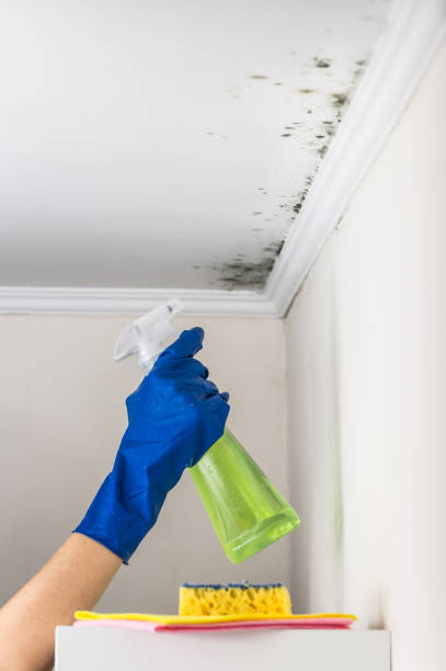 Best Fast Mold Removal  in Big Bass Lake, PA